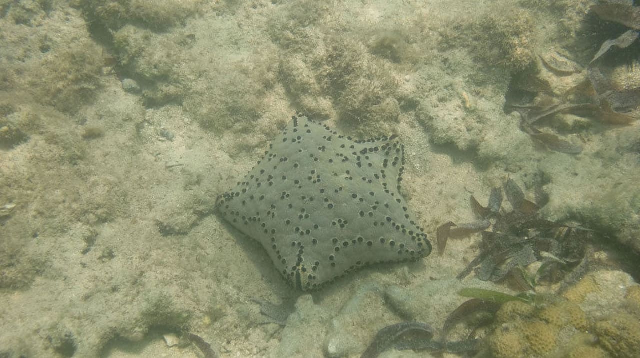 Schnorcheln Diani Sea Resort