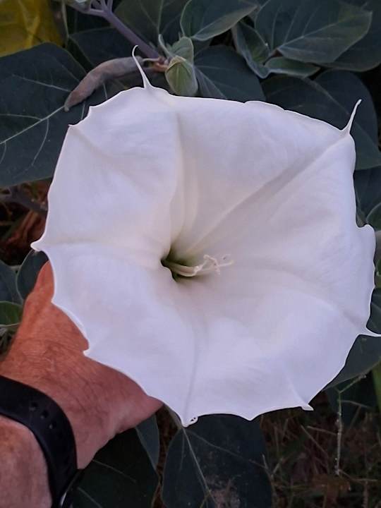 Gartenanlage GRIFID Aqua Club Bolero