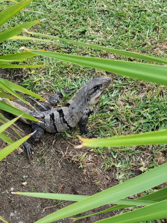 Gartenanlage Hotel Riu Dunamar
