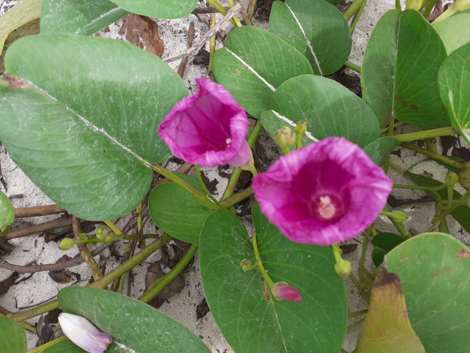 Gartenanlage Akumal Bay Beach & Wellness Resort