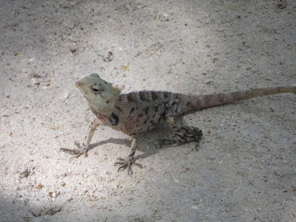 Friedliche Eidechsen überall in der Anlage Adaaran Select Hudhuran Fushi - Premium All Inclusive