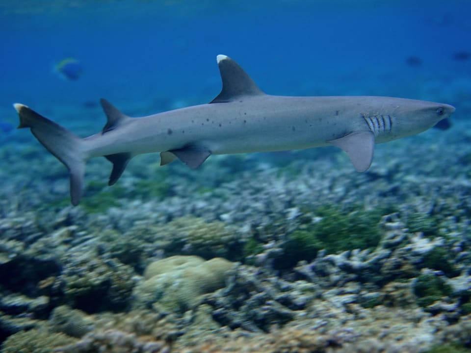 Schnorcheln ananea Diamonds Athuruga