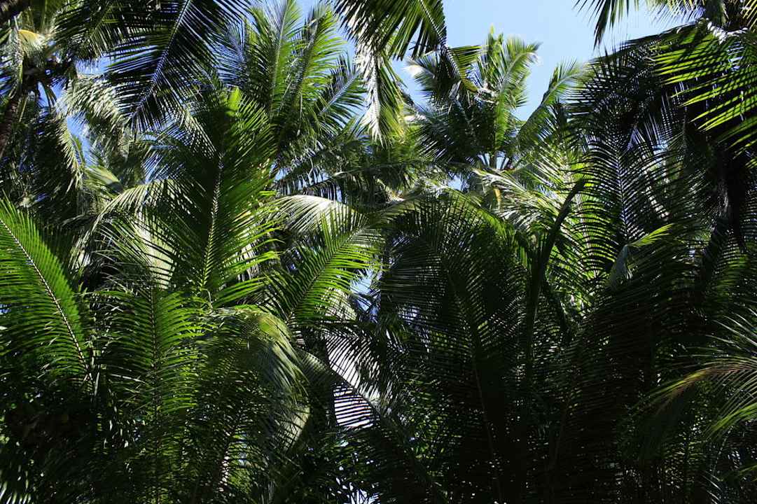 Palmen Kuramathi Maldives