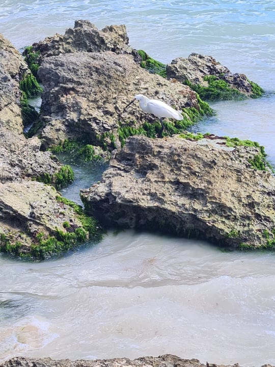 Strand Secrets La Romana Resort & Spa - Adult Only