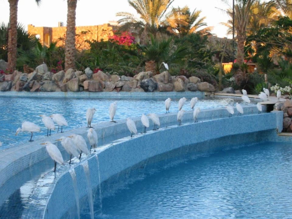 Reiher am Pool Brayka Bay Resort