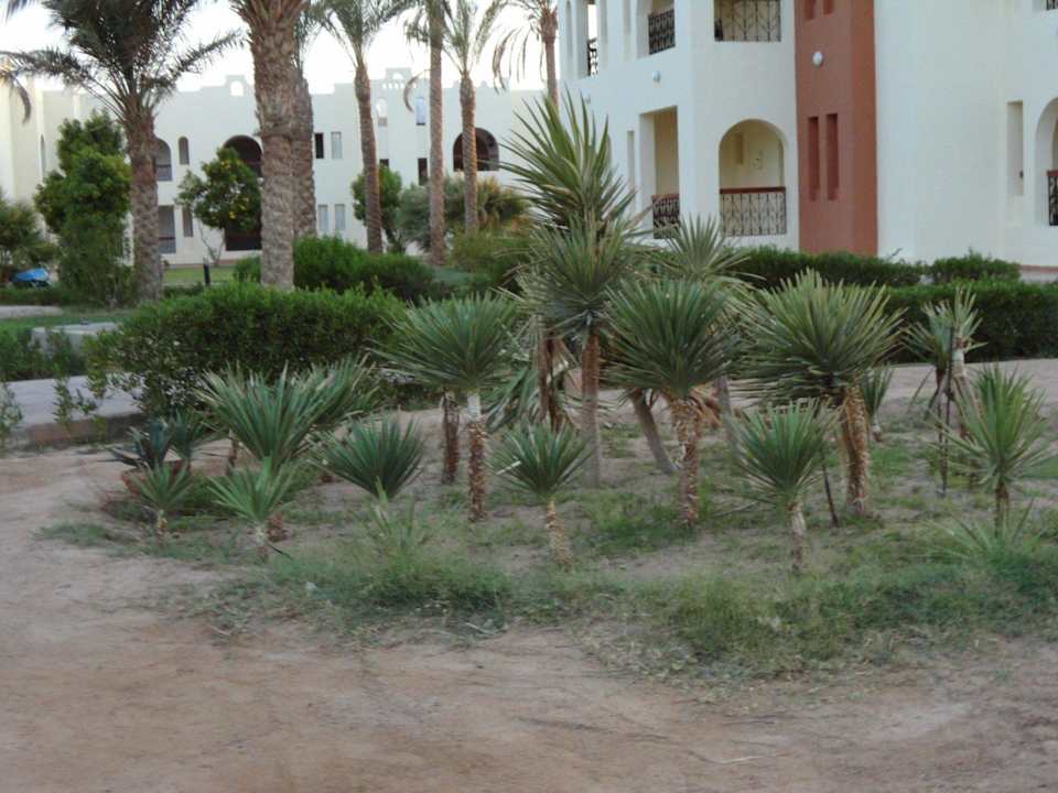 New garden SUNRISE Royal Makadi Resort