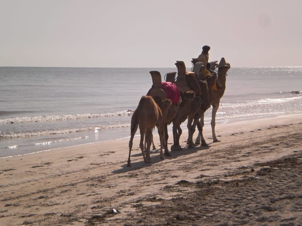 Kamelritt Djerba Sun Beach Hotel & Spa