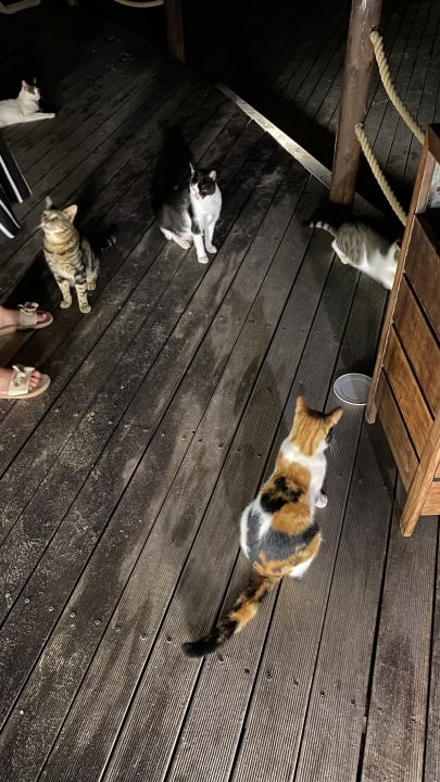 Sonstiges Asterias Beach