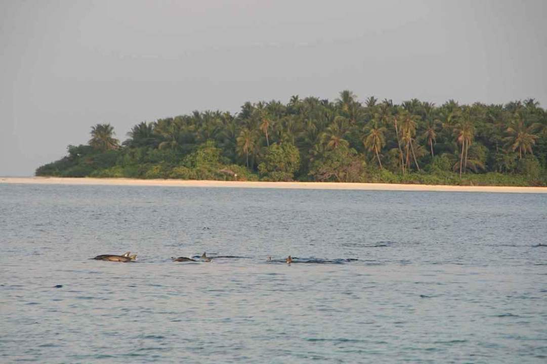Delfine - vom Hotelstrand aus fotografiert NH Collection Maldives Reethi Resort