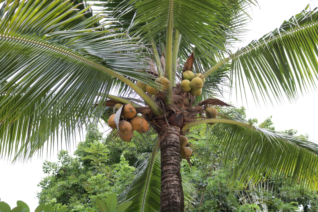 Garten Bo Phut Resort & Spa