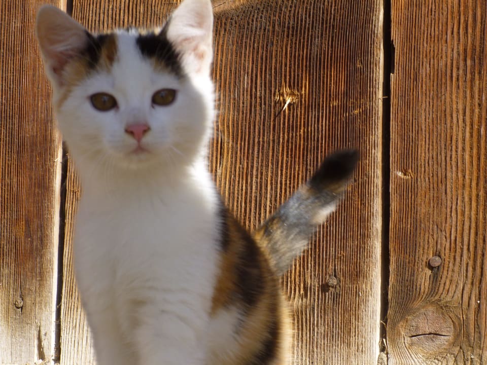 Tiere am Bauernhof Pliegerhof