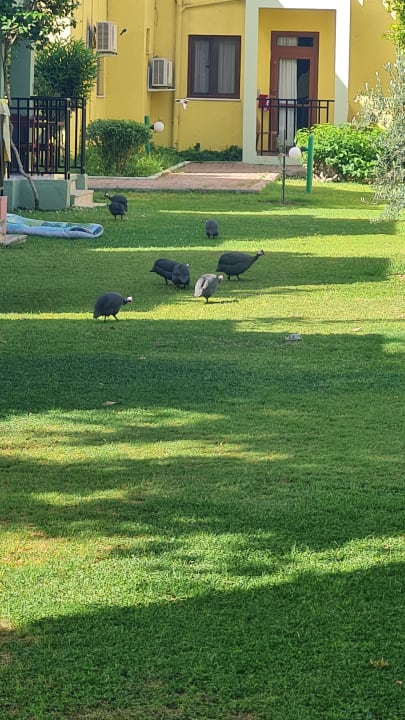 Gartenanlage VONRESORT Golden Beach