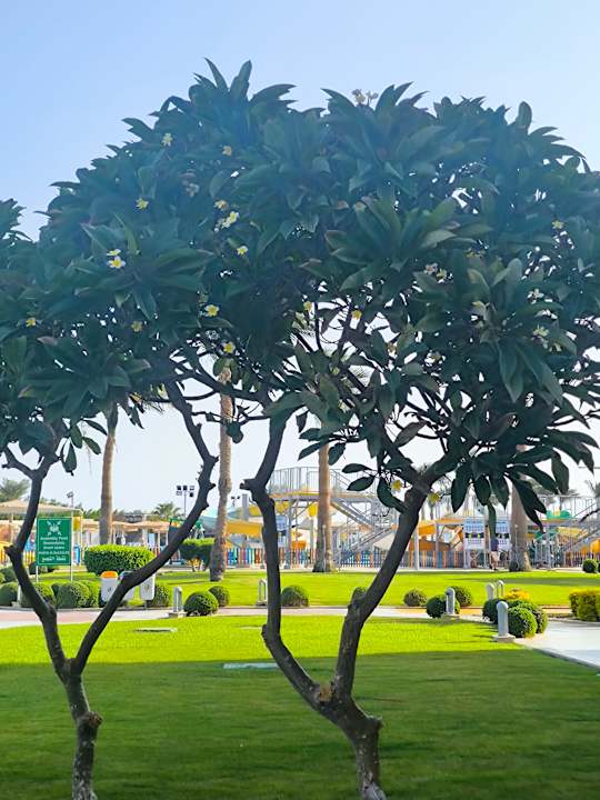 Gartenanlage Pickalbatros Royal Moderna Resort-Sharm El Sheikh