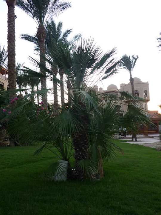 Palmenvielfalt Makadi Palace
