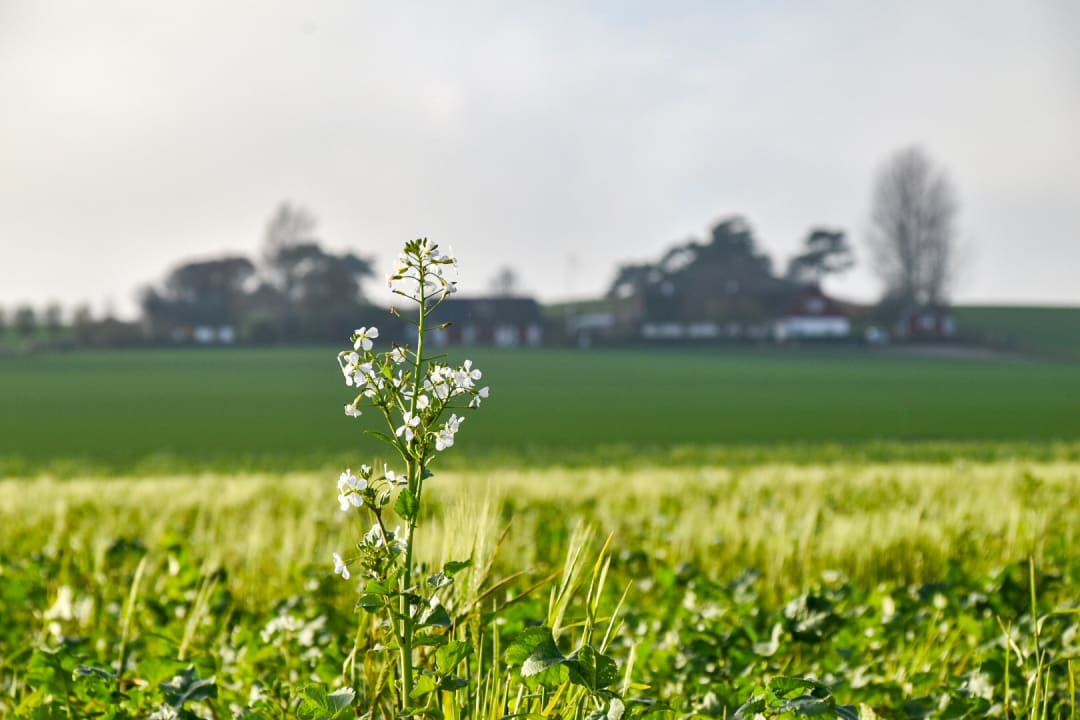Ausblick Sydkustens at Pillehill