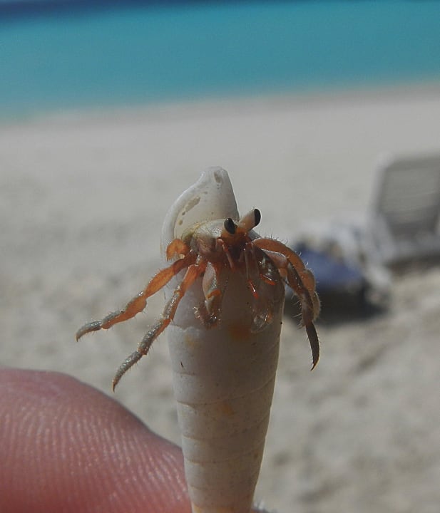 Einsiedlerkrebs Adaaran Select Meedhupparu Island Resort - Premium All Inclusive