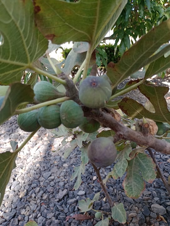 Gartenanlage R2 Romantic Fantasia Suites - Adults only