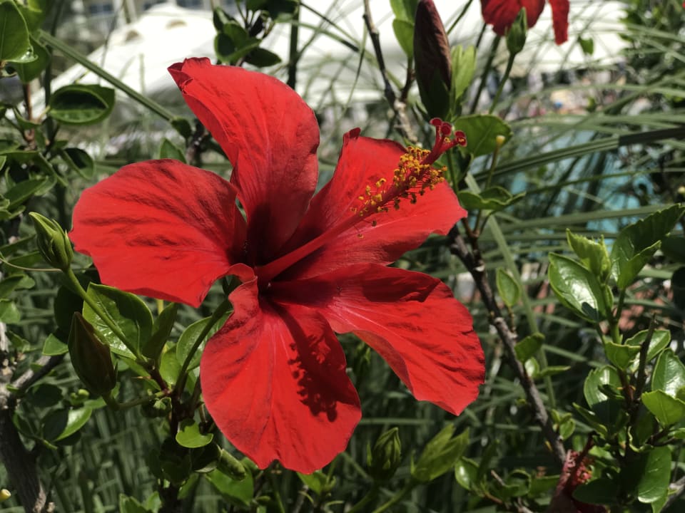Sonstiges PALOMA Perissia