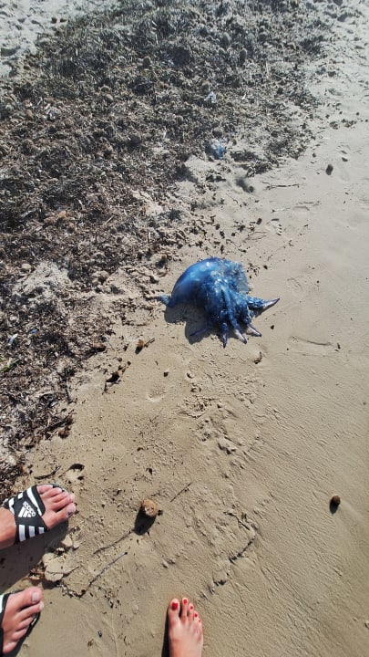 Strand Hotel Club Tropicana & Spa