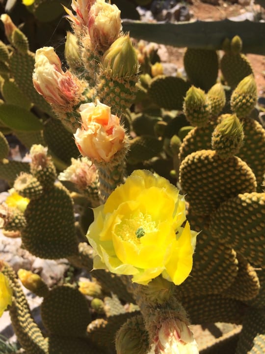 Gartenanlage Phãea Cretan Malia