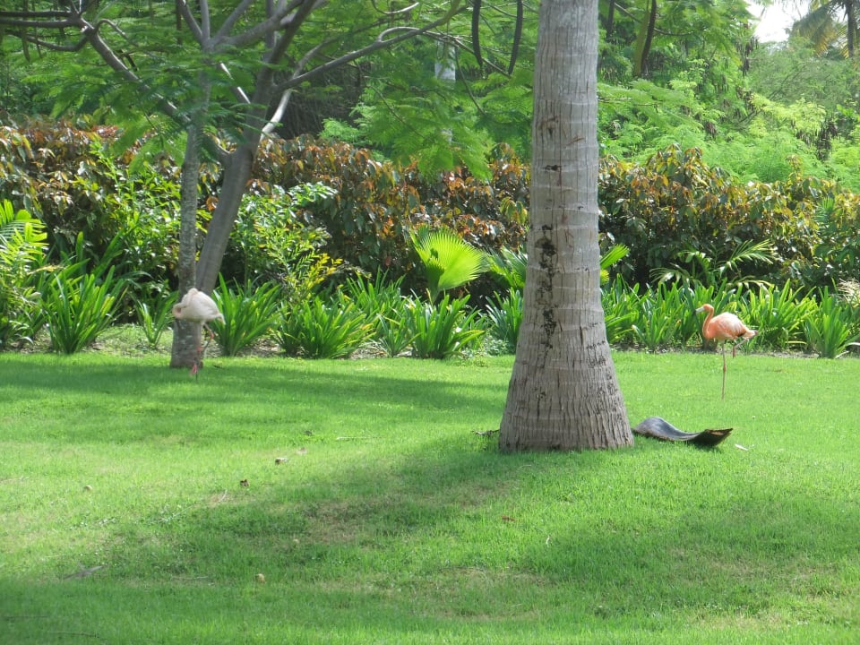 Freilaufende Flamingos Grand Palladium Select Bávaro Resort & Spa