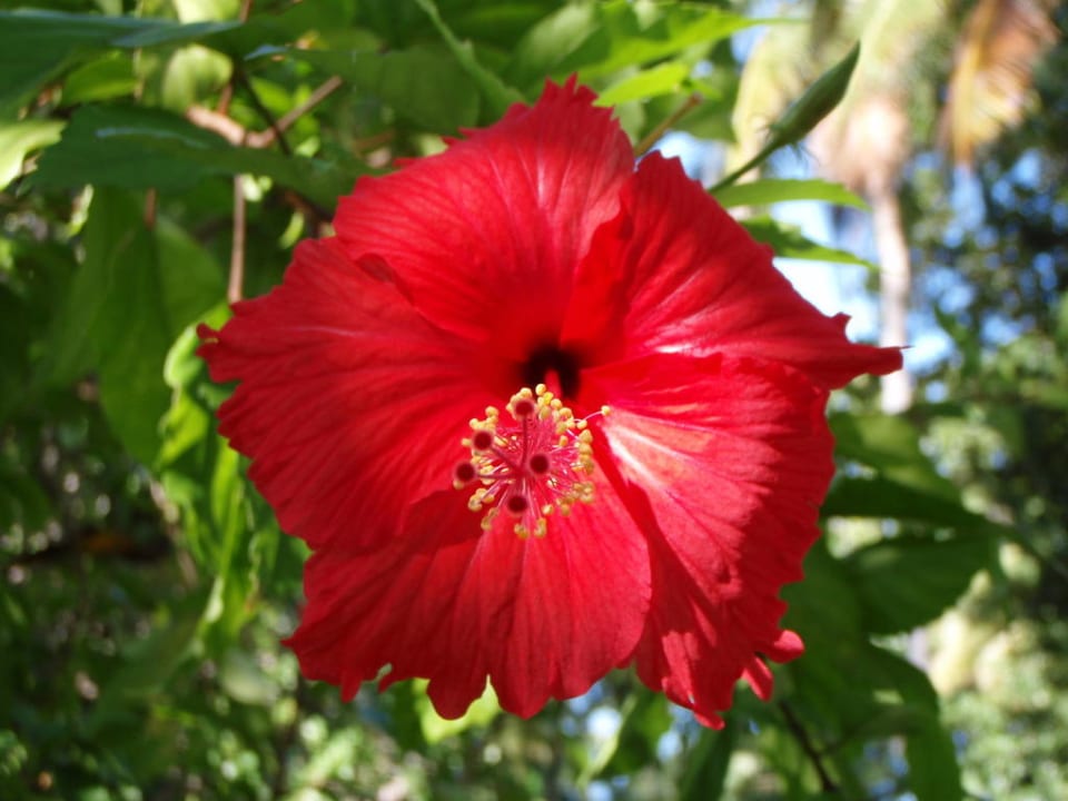 Auch bunte Blumen gibts genügend Kuramathi Maldives