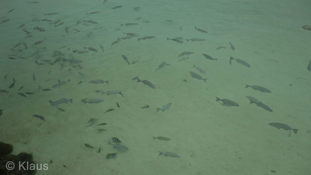 Fischschwarm am Jetty Summer Island Maldives