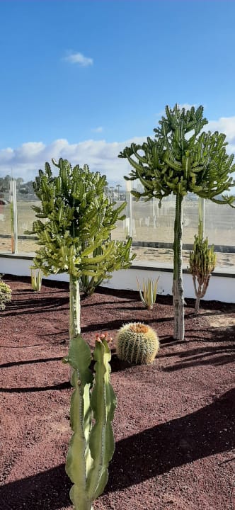 Gartenanlage Hotel Las Costas