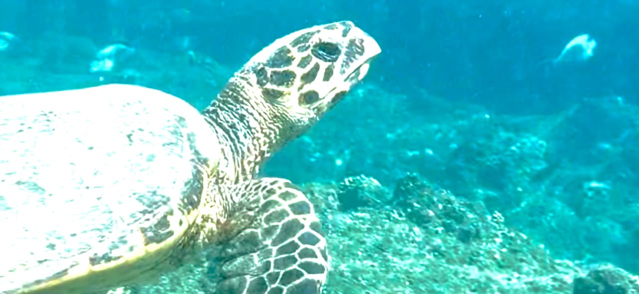 Strand Beach Safari Nubian Resort