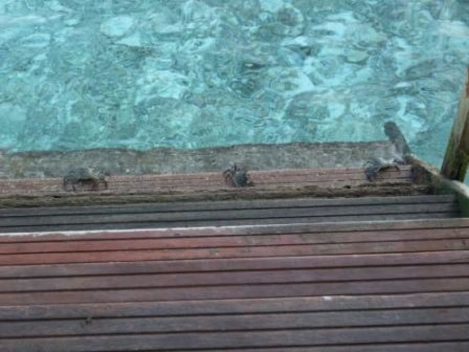 Unsere 3 "Hauskrebse" Angaga Island Resort