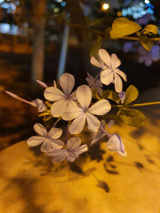 Gartenanlage Hotel Malia Holidays