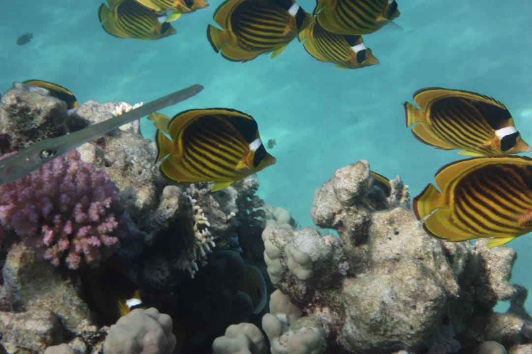 Strand The Grand Hotel Sharm El Sheikh