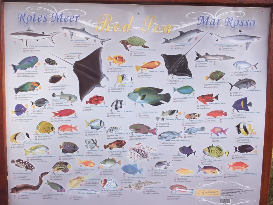 Fischlegende  Makadi Palace