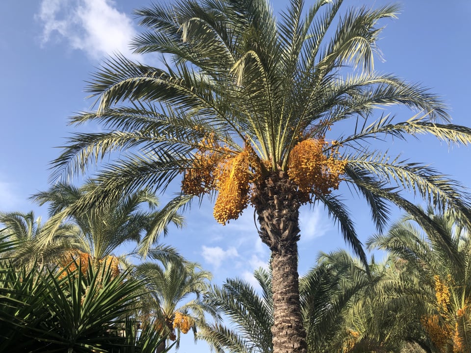 Gartenanlage Sunis Kumköy Beach Resort Hotel & Spa