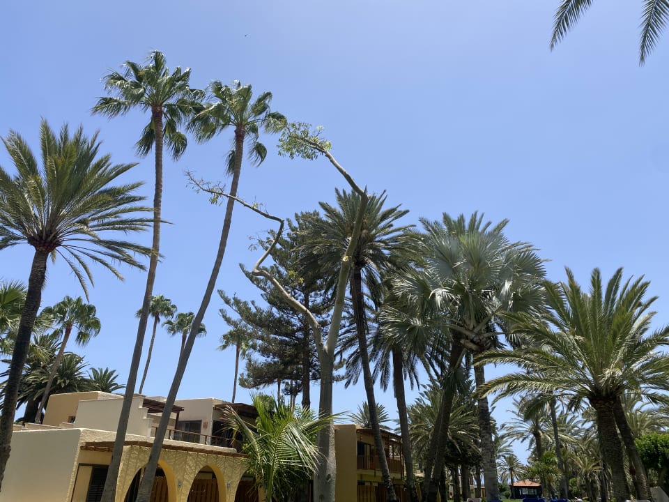 Gartenanlage ROBINSON JANDIA PLAYA