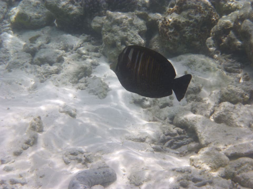 Hausriff Vilamendhoo Island Resort & Spa