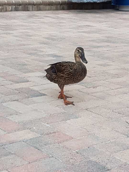 Gartenanlage Wyndham Orlando Resort International Drive