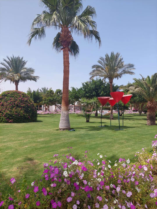 Gartenanlage Desert Rose