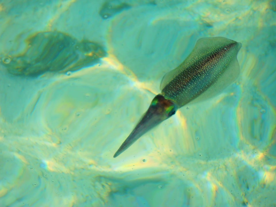 Tintenfisch Summer Island Maldives