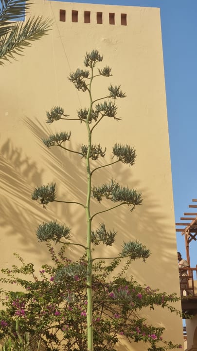 Gartenanlage Steigenberger Coraya Beach - Adults only