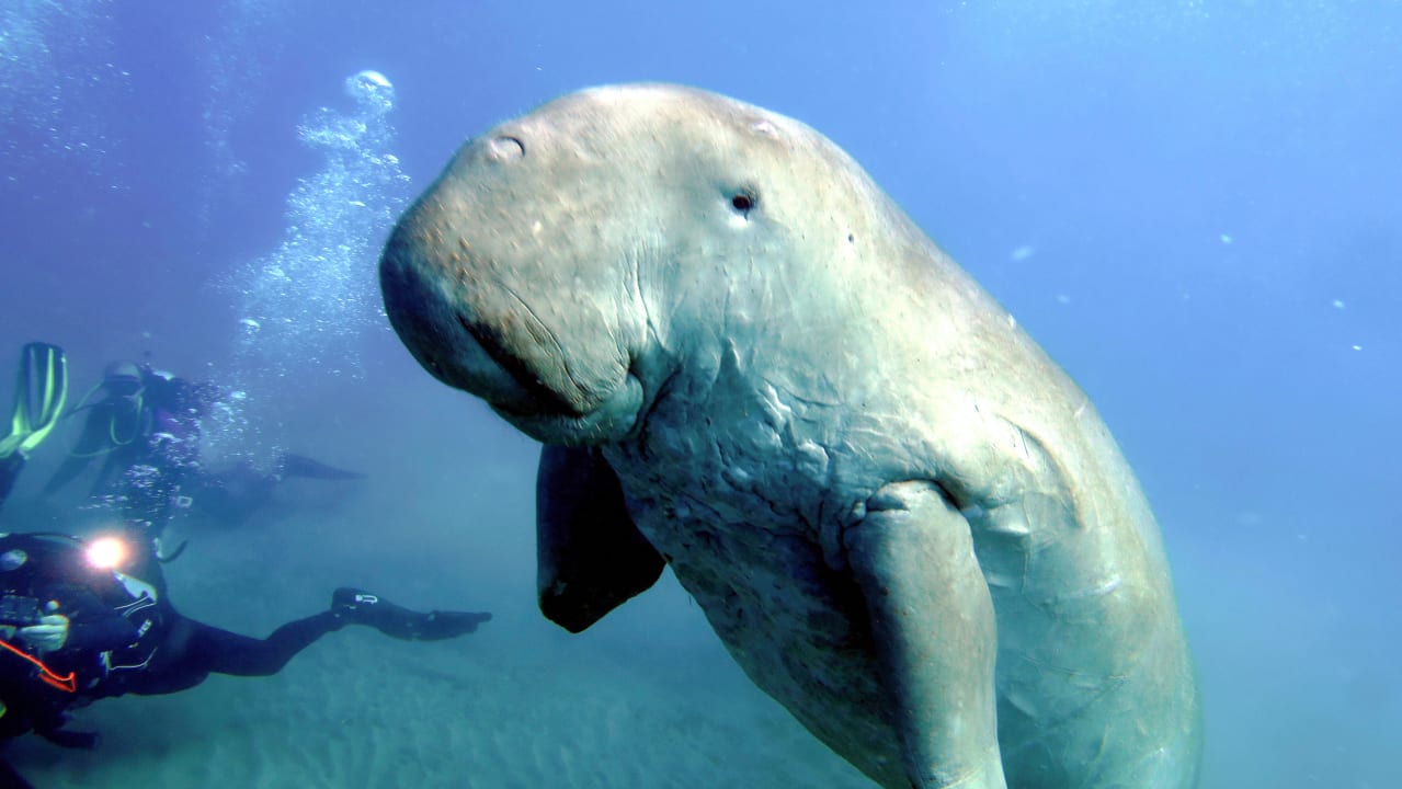 Sport & Freizeit Three Corners Equinox Beach Resort