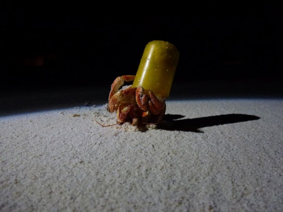 Krebs am Strand Kuredu Island Resort & Spa