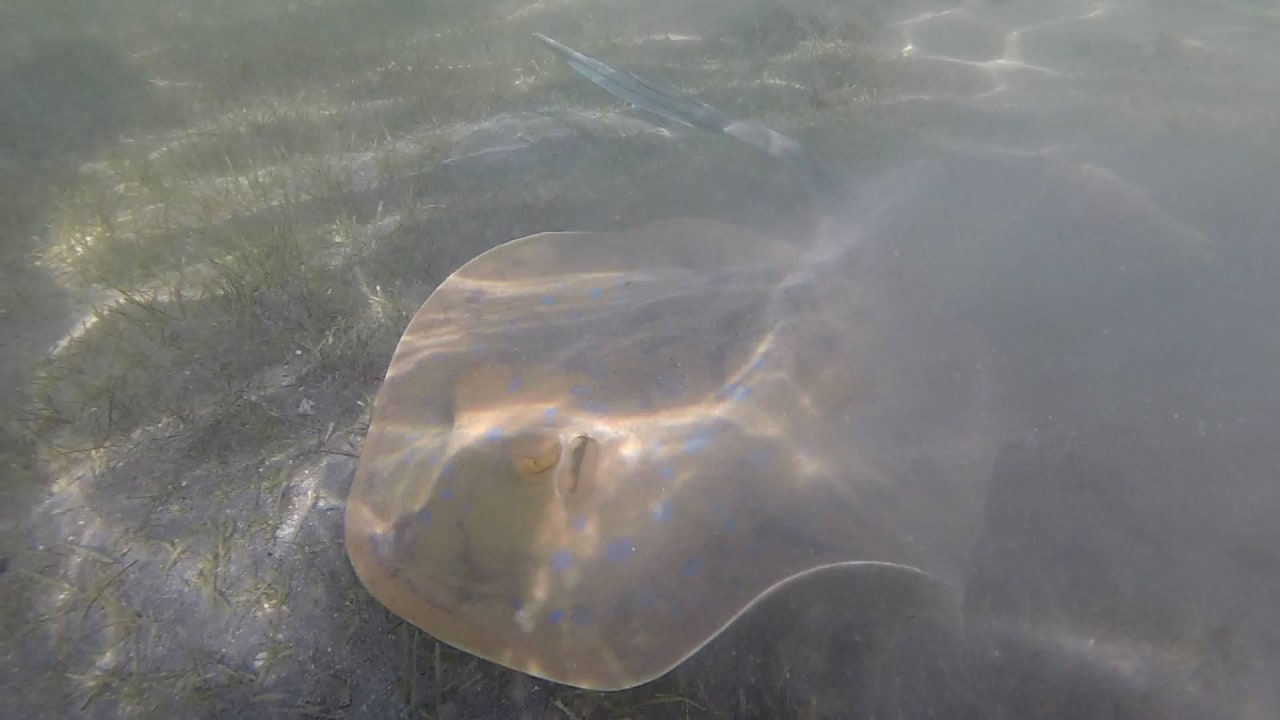 Blaupunktrochen nah am Spa Beach Makadi Spa - Adults only