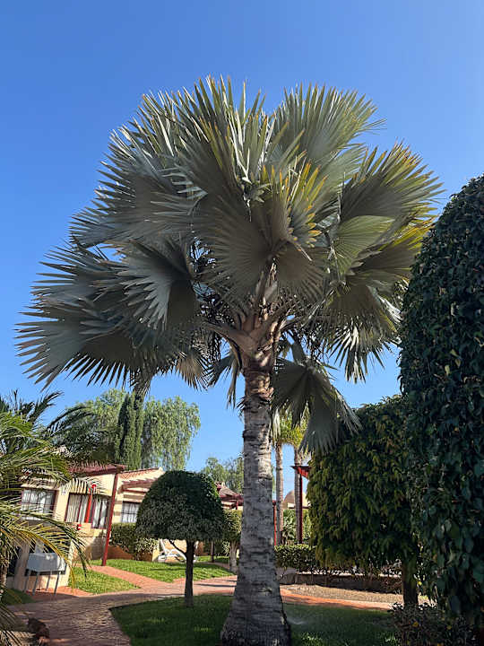 Gartenanlage allsun Hotel Esplendido