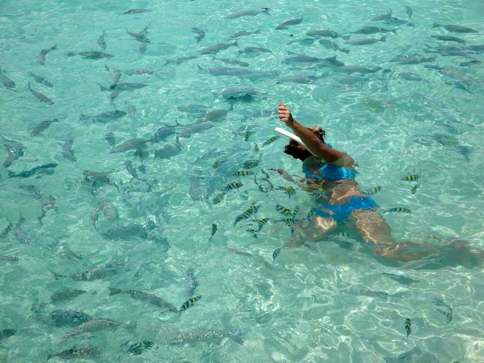 Fische fressen von der Hand Summer Island Maldives