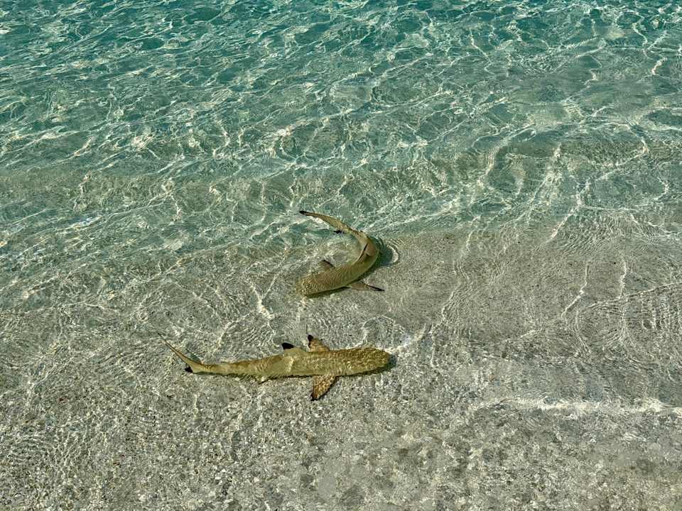 Strand Vilamendhoo Island Resort & Spa