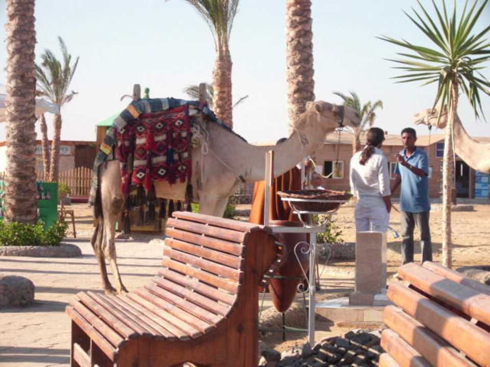 Kamel am Strand Riviera Aqua Park Resort