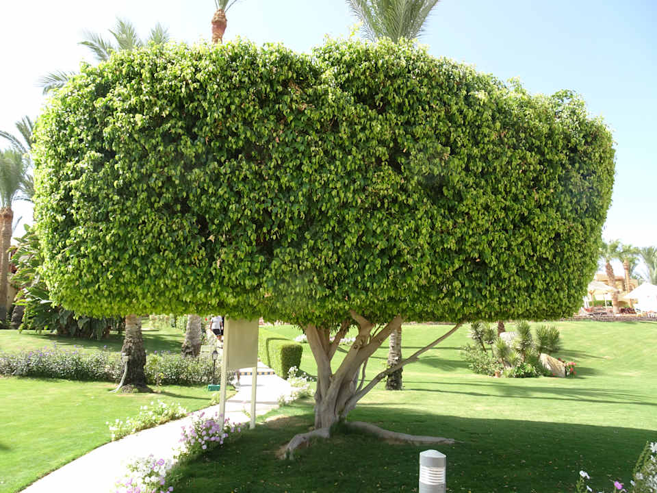 Gartenanlage Steigenberger Coraya Beach - Adults only