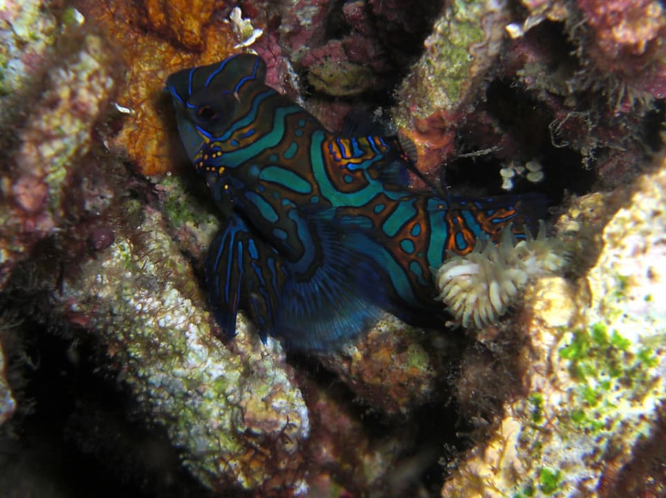 Mandarinfisch Two Fish Divers Resort