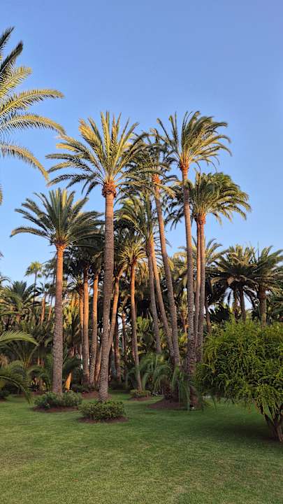 Gartenanlage Hotel Riu Palace Oasis